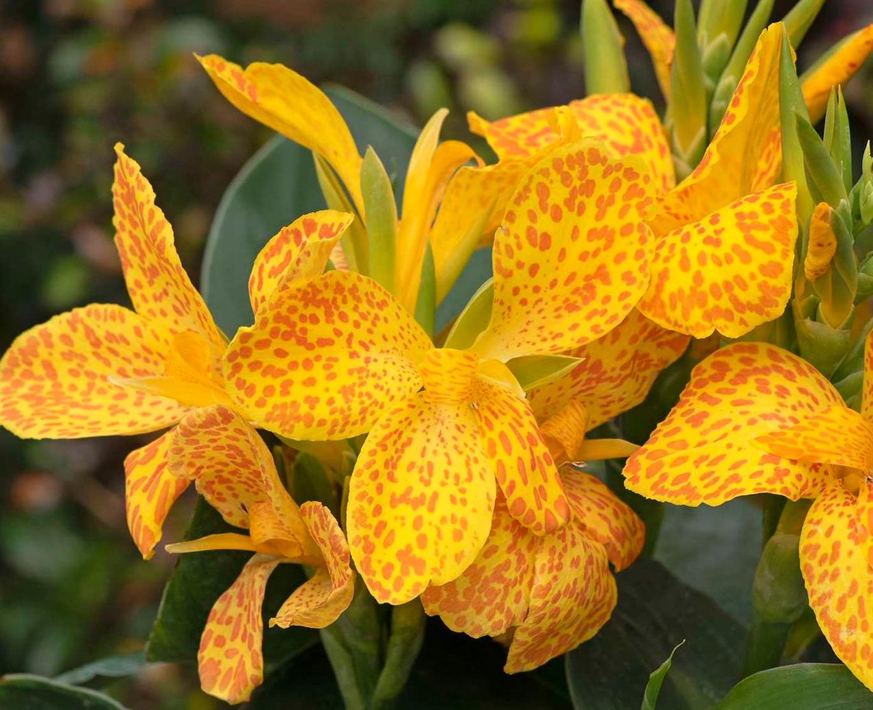  Canna Cannova Gold Leopard 